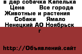 в дар собачка Капелька › Цена ­ 1 - Все города Животные и растения » Собаки   . Ямало-Ненецкий АО,Ноябрьск г.